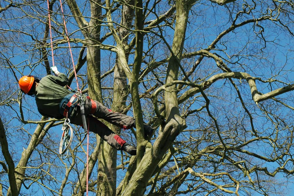 The Facts You Need to Know About Arborists - Boutte Tree