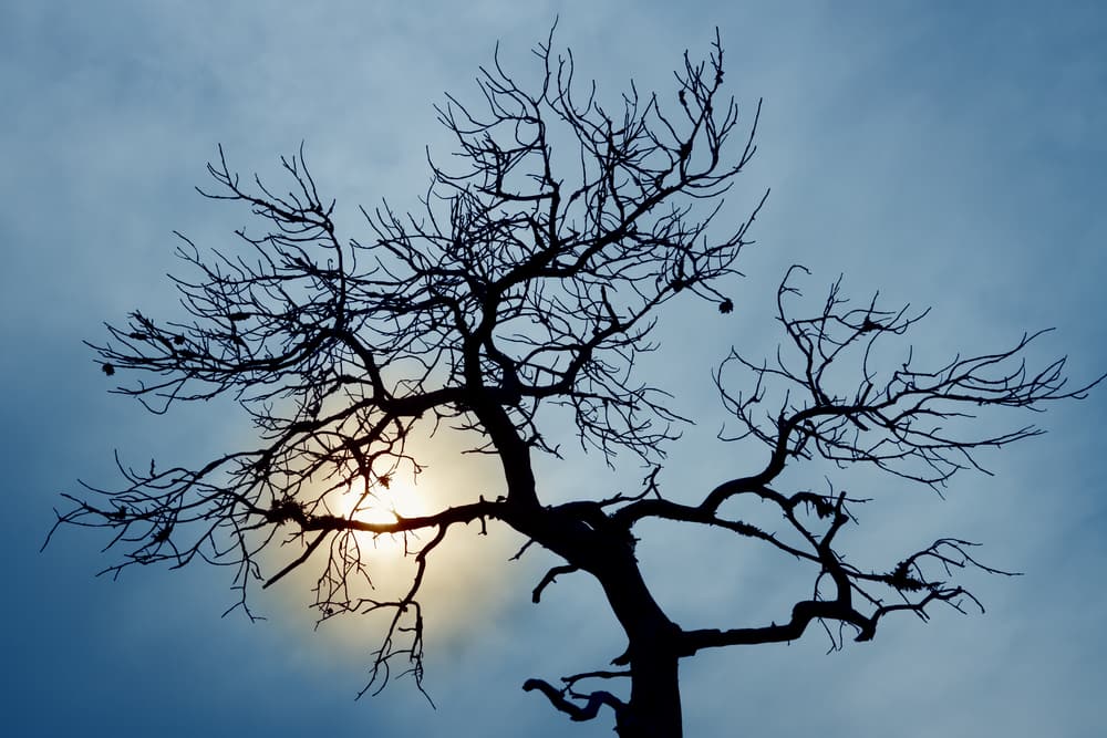 dead tree or dormant tree health concern