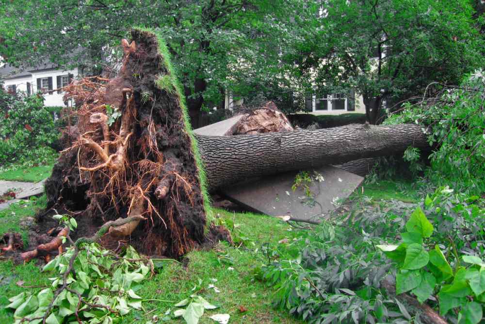uprooted-tree-action-plan