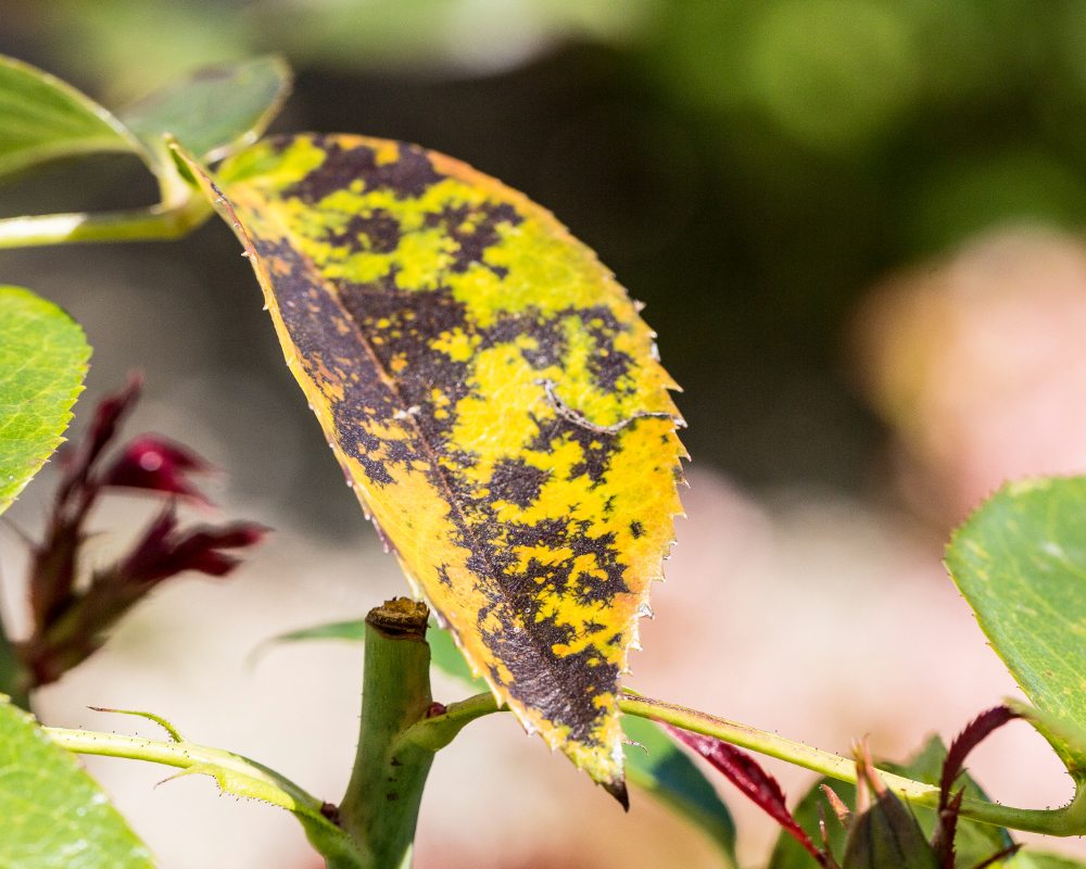 why-black-spotted-leaves-tree-care